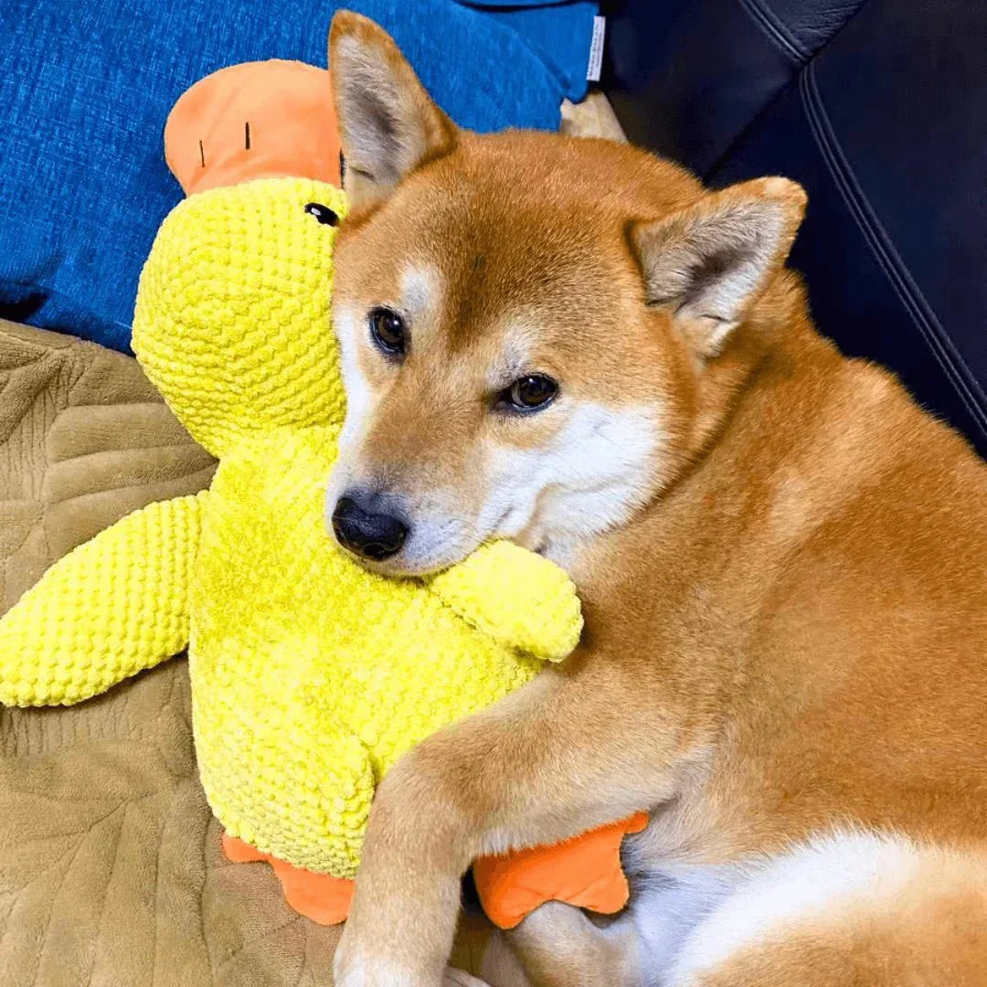 Interactief Honden Speeltje met Kwakgeluid – Vermindert Verveling, Stress en Overmatige Energie