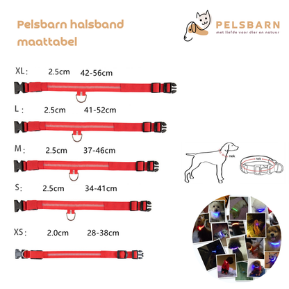 LED Hondenhalsband – Oplaadbaar, Verstelbaar & Veilig in het Donker