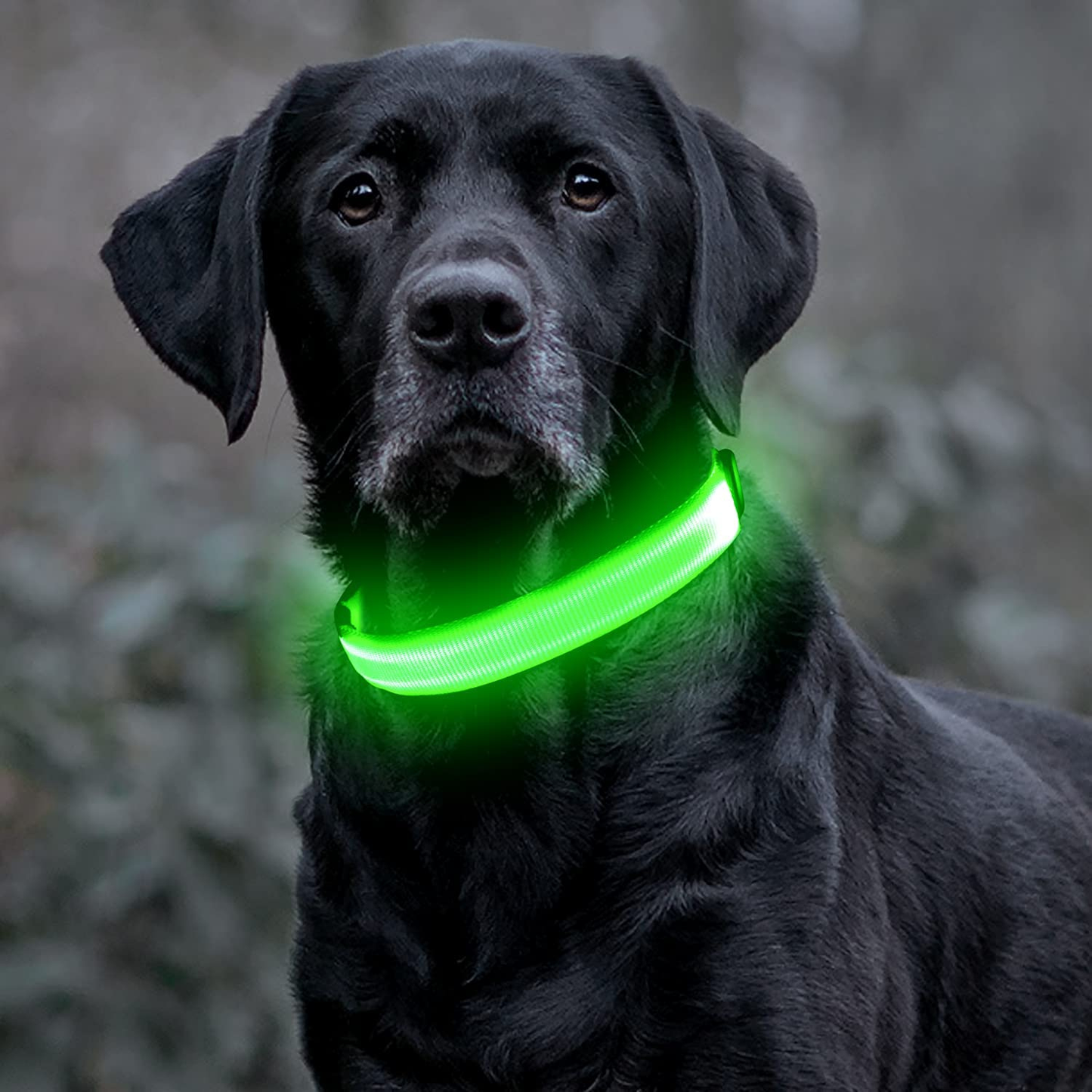 LED Hondenhalsband – Oplaadbaar, Verstelbaar & Veilig in het Donker